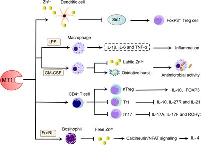 Metallothionein 1: A New Spotlight on Inflammatory Diseases